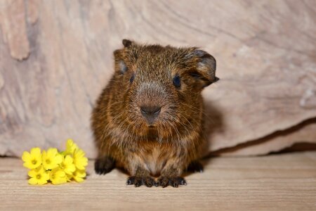 Cute rodent nager