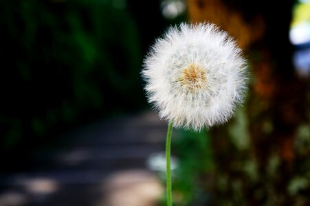 Flowers flora dandelion