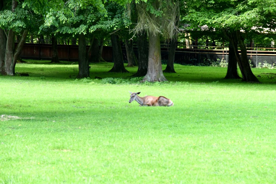 7275_Rezerwat_Pokazowy_Żubrów_w_Białowieży_June_2021