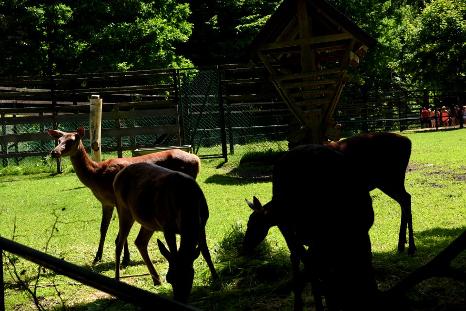 7268_Rezerwat_Pokazowy_Żubrów_w_Białowieży_June_2021