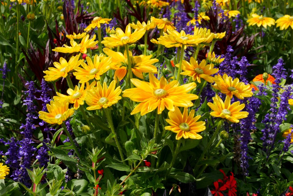 Garden flower bed bloom