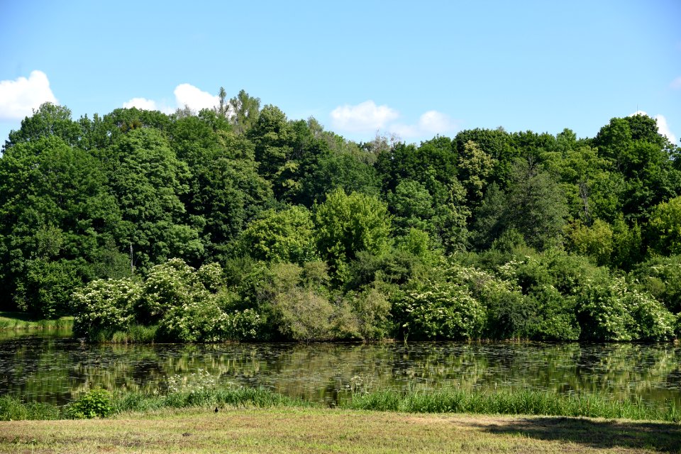 7230_June_2021_in_Białowieża