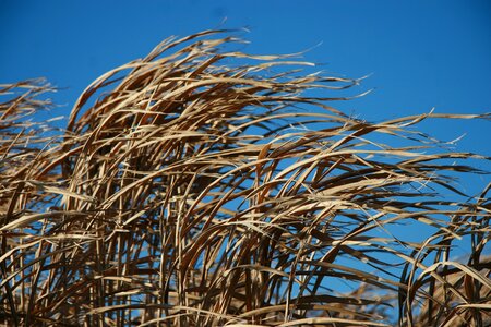 Natural countryside dry