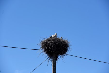 7235_June_2021_in_Białowieża