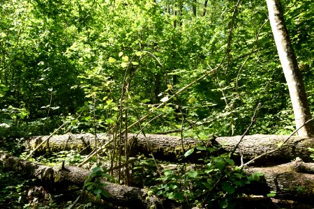 7241_June_2021_in_Białowieża_Forest