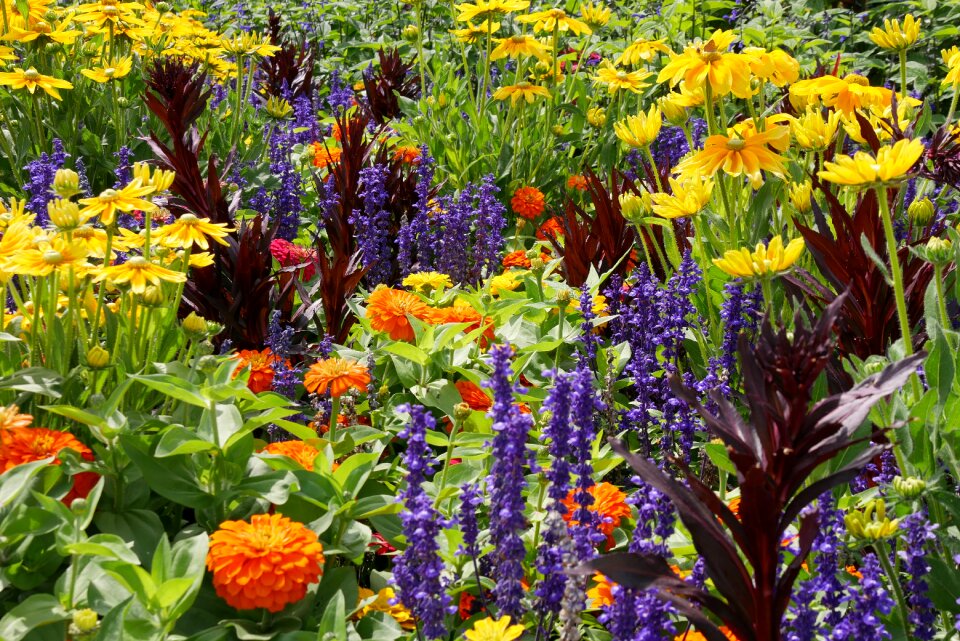 Garden flower bed bloom