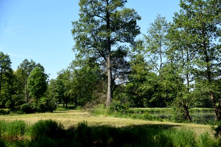7228_June_2021_in_Białowieża