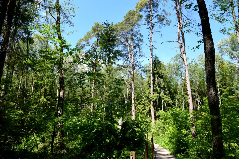 7249_June_2021_in_Białowieża_Forest