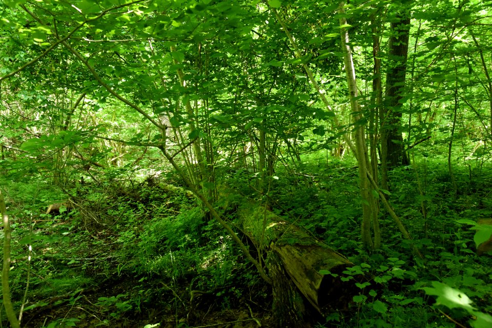7244_June_2021_in_Białowieża_Forest