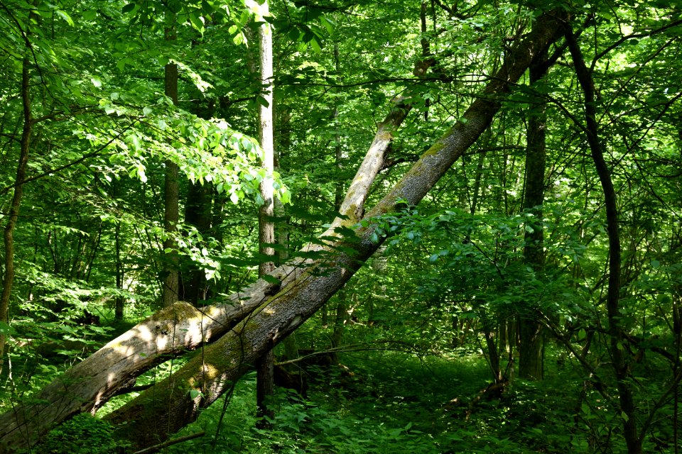 7245_June_2021_in_Białowieża_Forest