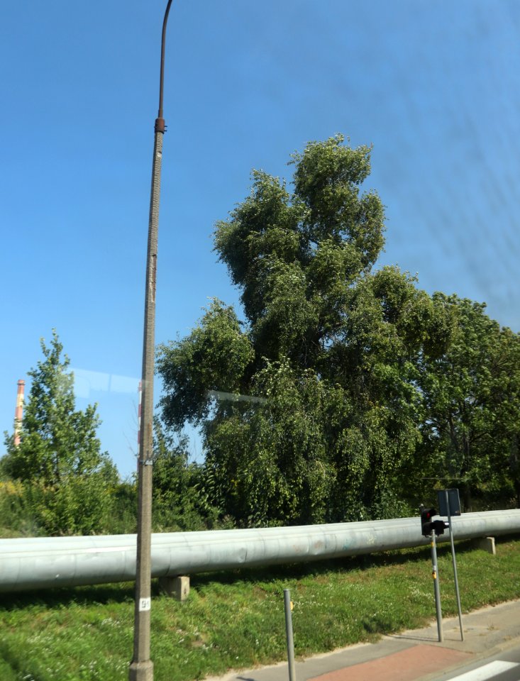 7250_August_2018_in_Białystok