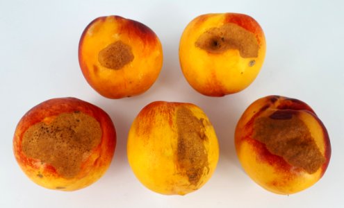 5_x_Nectarine_scab_2017_B