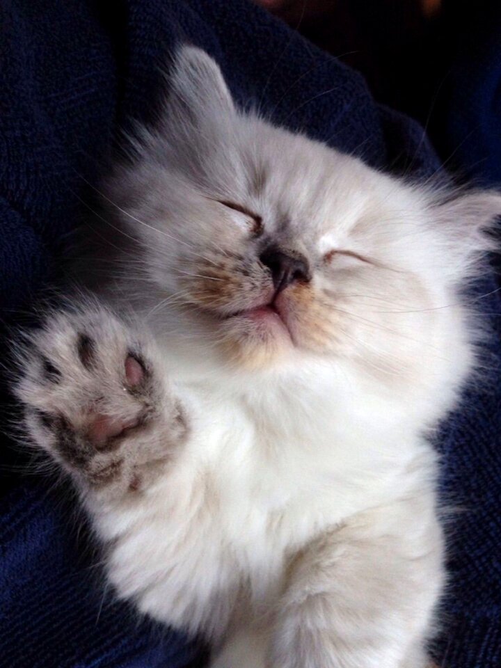 Cat baby kitten greetings