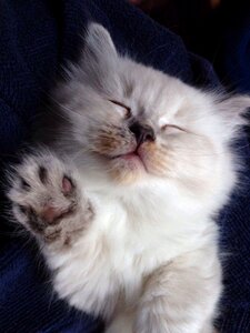 Cat baby kitten greetings