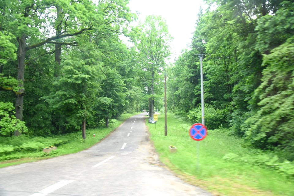 7285_June_2021_in_Białowieża_Forest