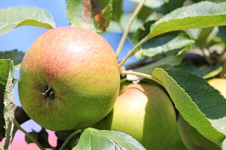 Apple apple tree leaves