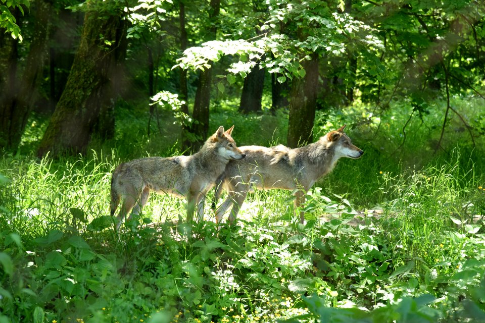 7267_Rezerwat_Pokazowy_Żubrów_w_Białowieży_June_2021