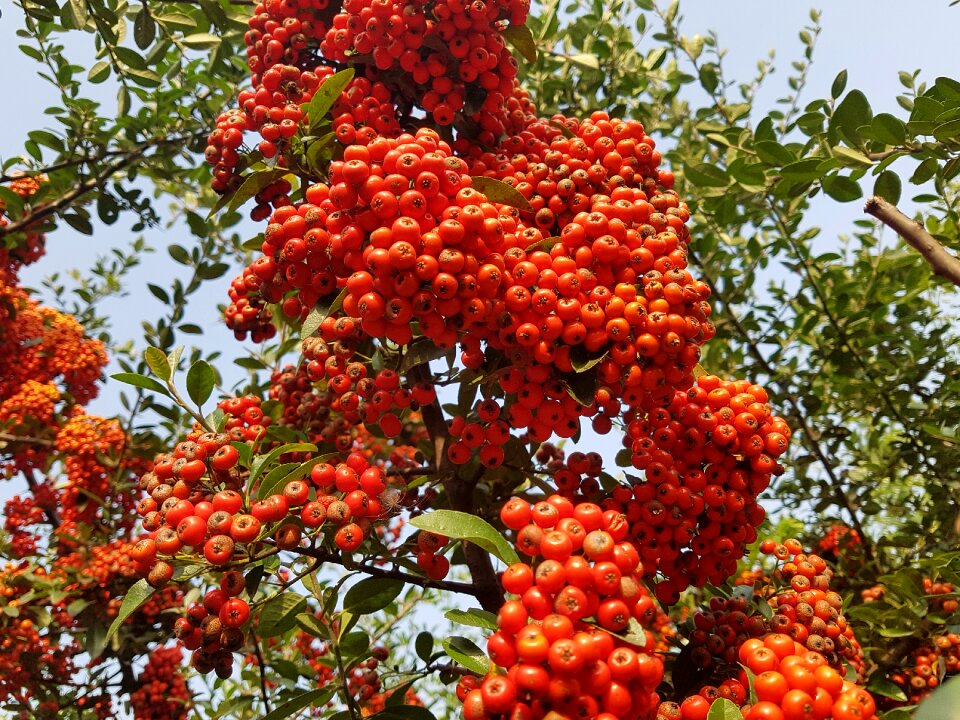 Red berries harvest fruit trees