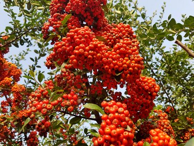 Red berries harvest fruit trees