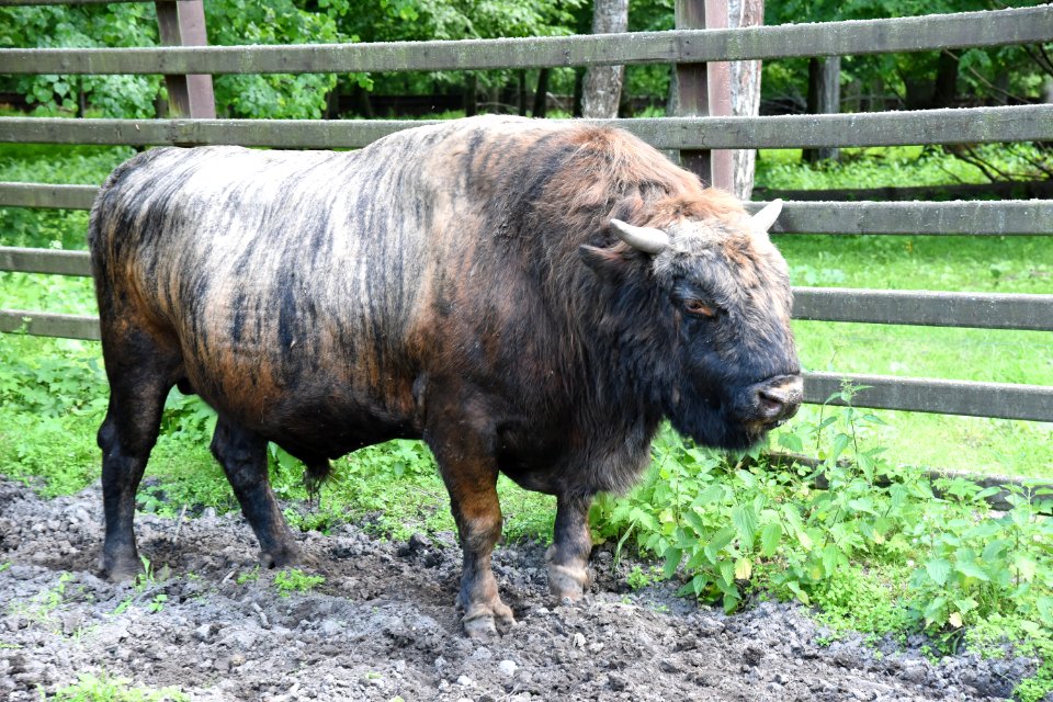 7274_Rezerwat_Pokazowy_Żubrów_w_Białowieży_June_2021