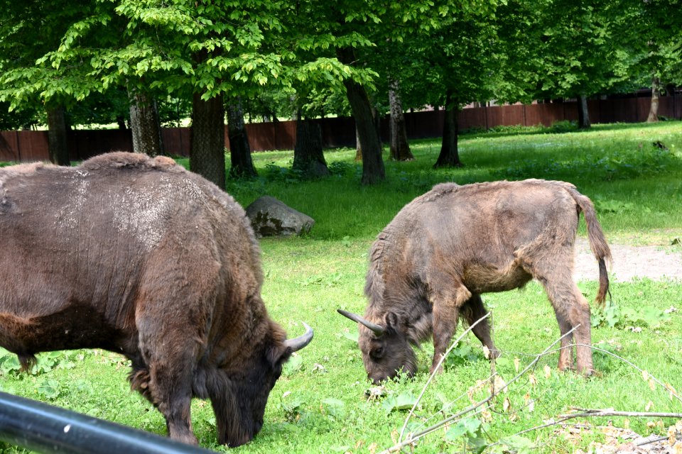 7271_Rezerwat_Pokazowy_Żubrów_w_Białowieży_June_2021