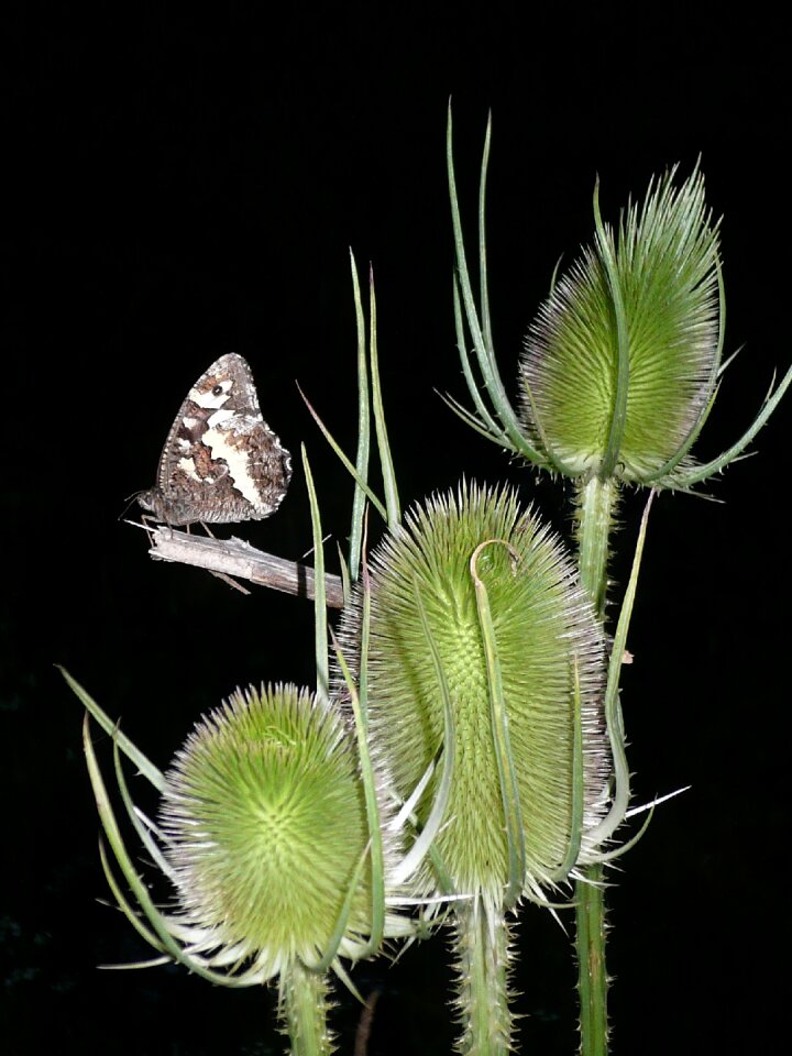 Thistle kanetisa circe brintesia circe