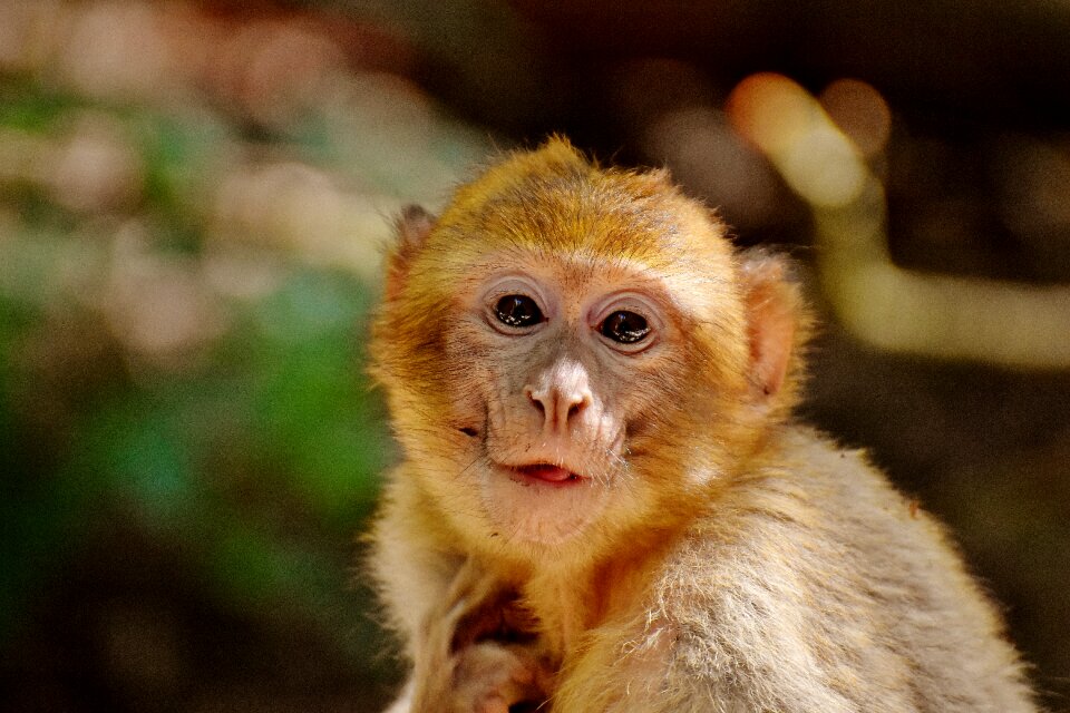 Endangered species monkey mountain salem animal