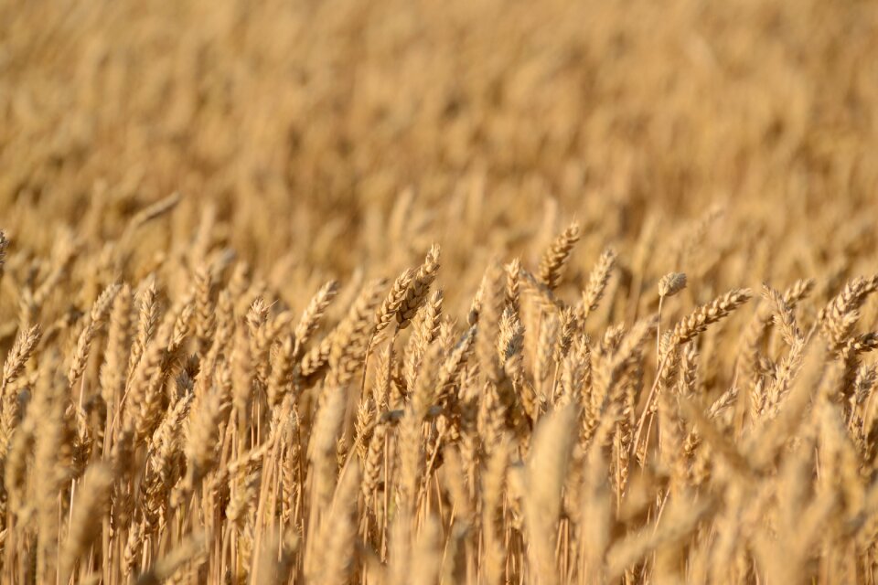Wheat rye agriculture