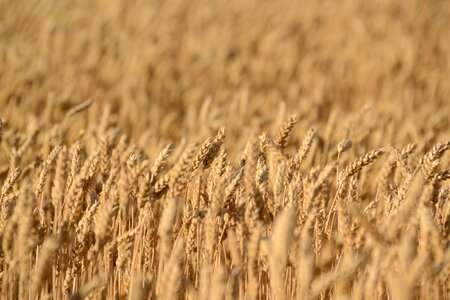 Wheat rye agriculture