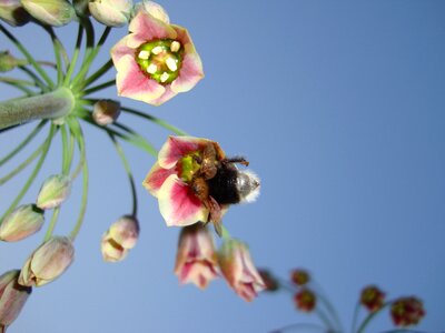 Sunny nectar floral