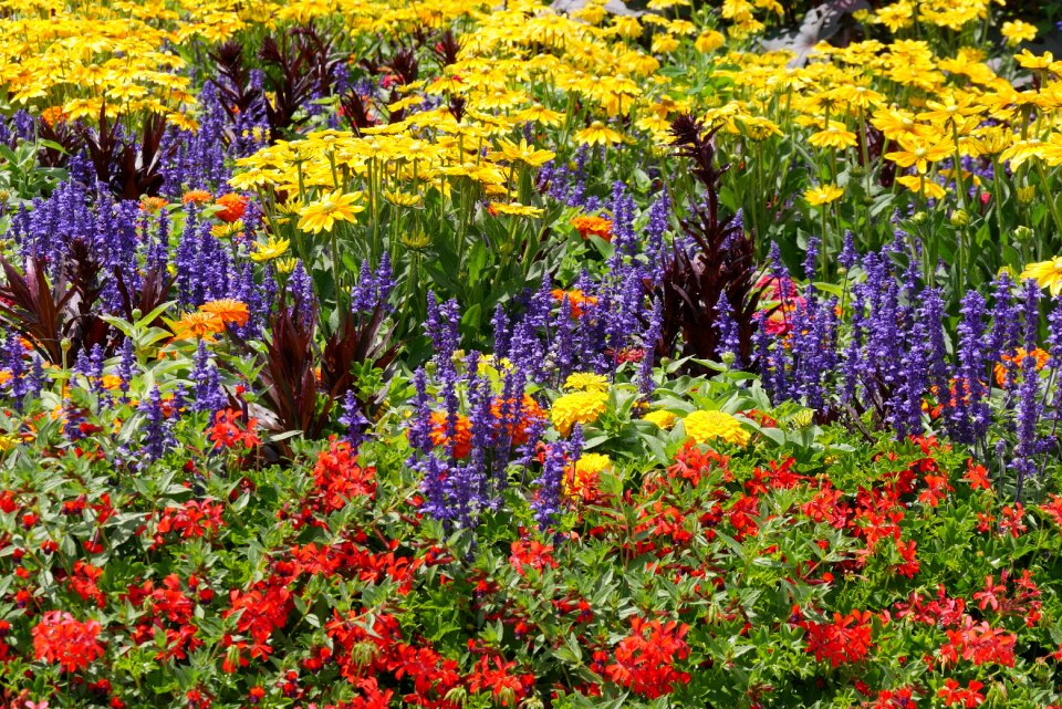 Garden flower bed bloom