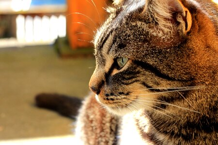 Feline pet kitten