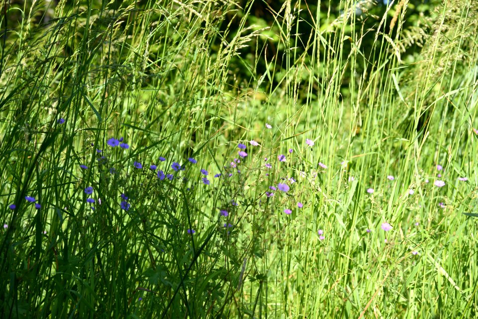 7208_June_2021_in_Białowieża