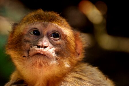 Endangered species monkey mountain salem animal