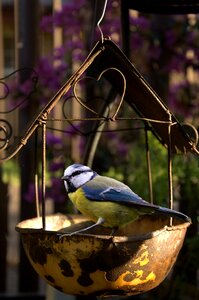 Feeding garden nature