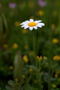 White chamomile camp