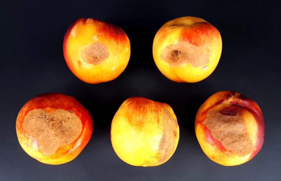5_x_Nectarine_scab_2017_A
