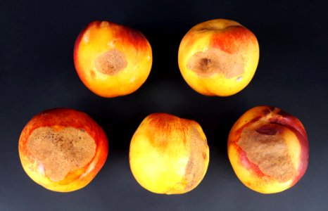 5_x_Nectarine_scab_2017_A