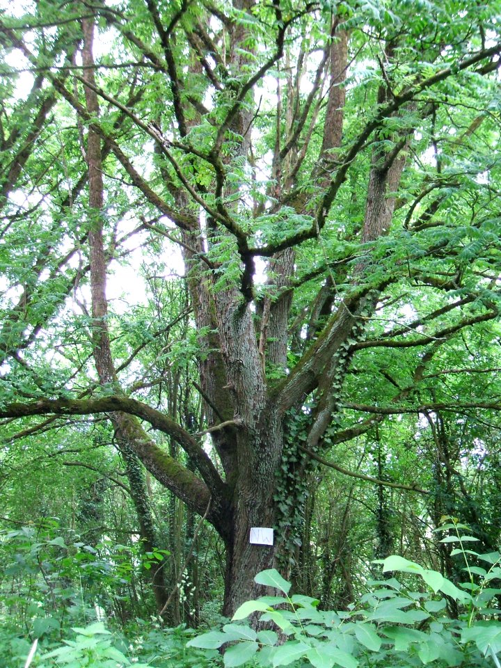 5_Speierlinge_Rödern_Ossenheim_NW_4