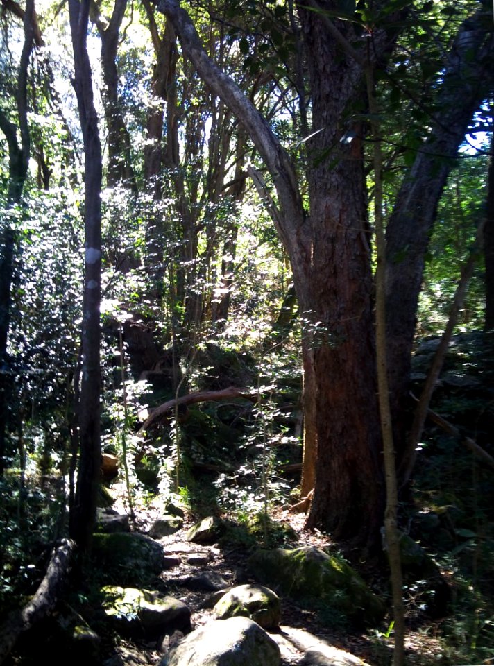 5_indigenous_forest_path_-_Devils_Peak_-_South_Africa