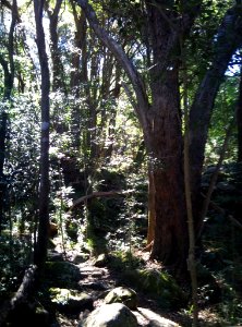 5_indigenous_forest_path_-_Devils_Peak_-_South_Africa