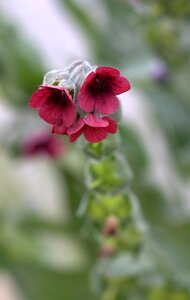 Red wild flower plant