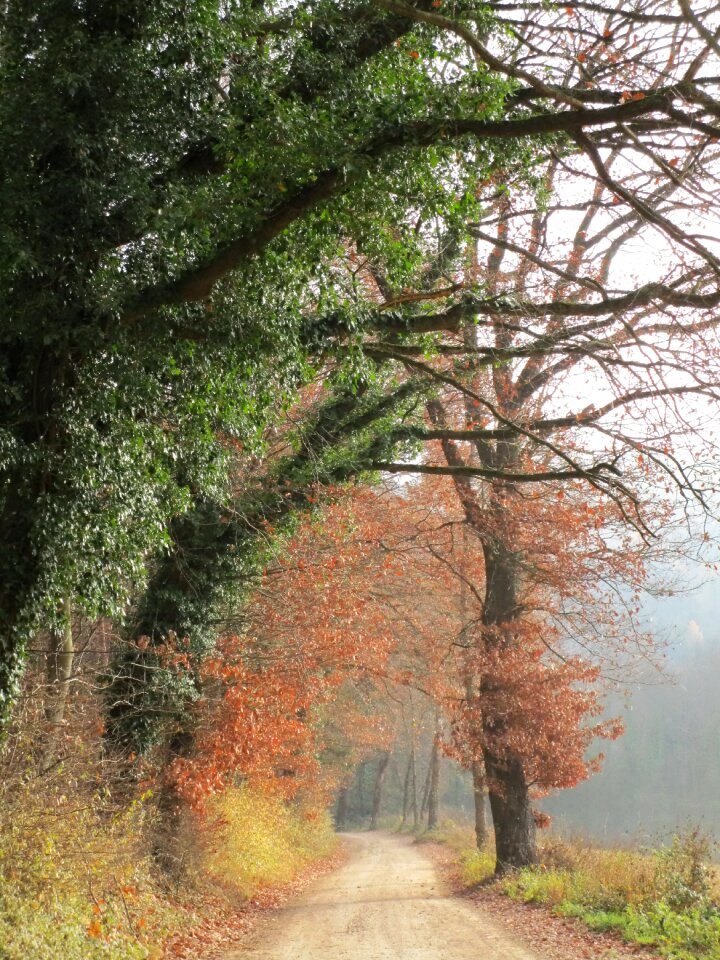 Autumn forest diffused light idyllic