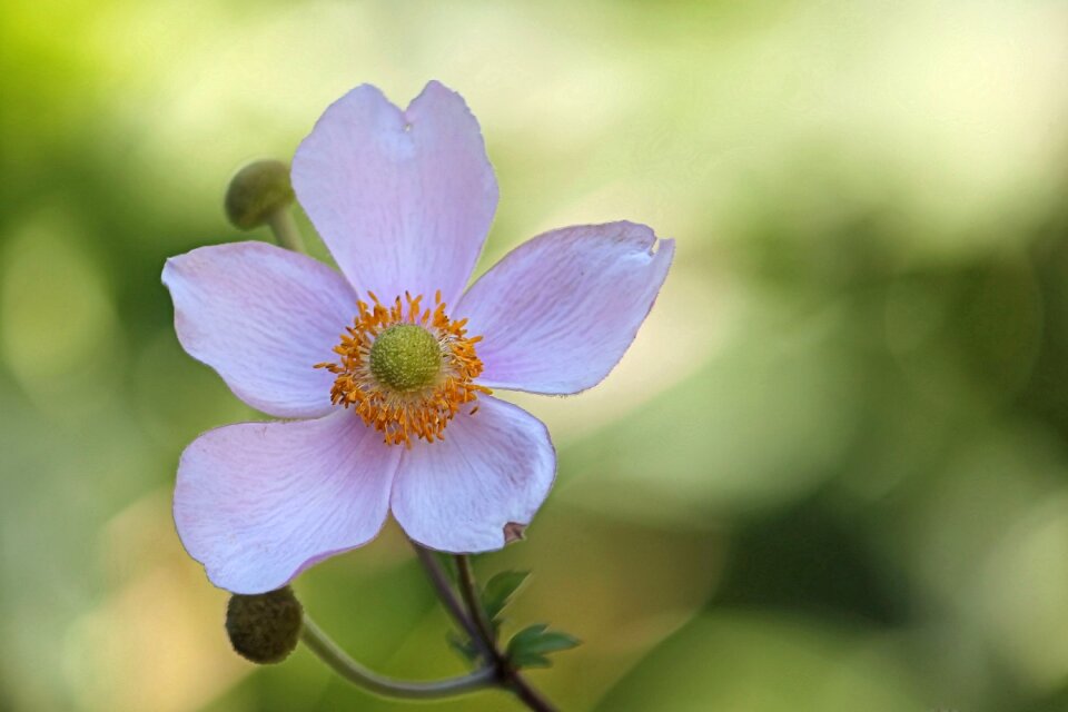 Bloom garden plant hahnenfußgewächs