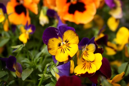 Yellow pansy garden pansy spring photo