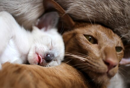 Siamese cat dreams tongue
