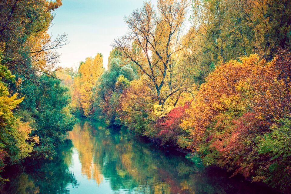 Green forest park