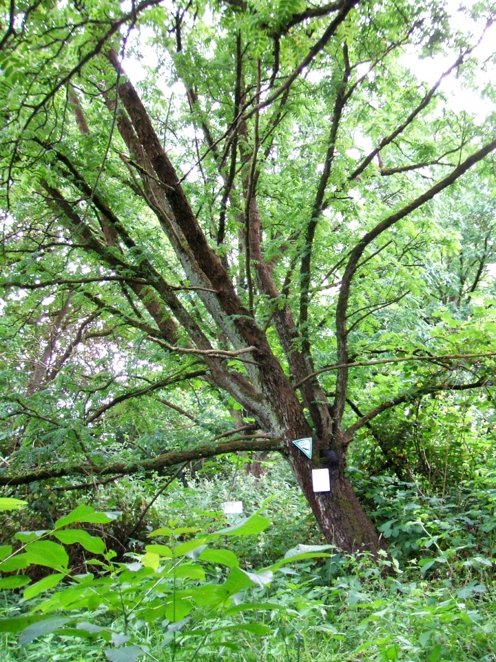 5_Speierlinge_Rödern_Ossenheim_N_2