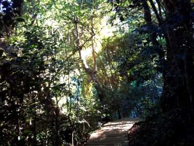 5_Table_Mountain_-_Contour_path_through_indigenous_forest_-_CT2