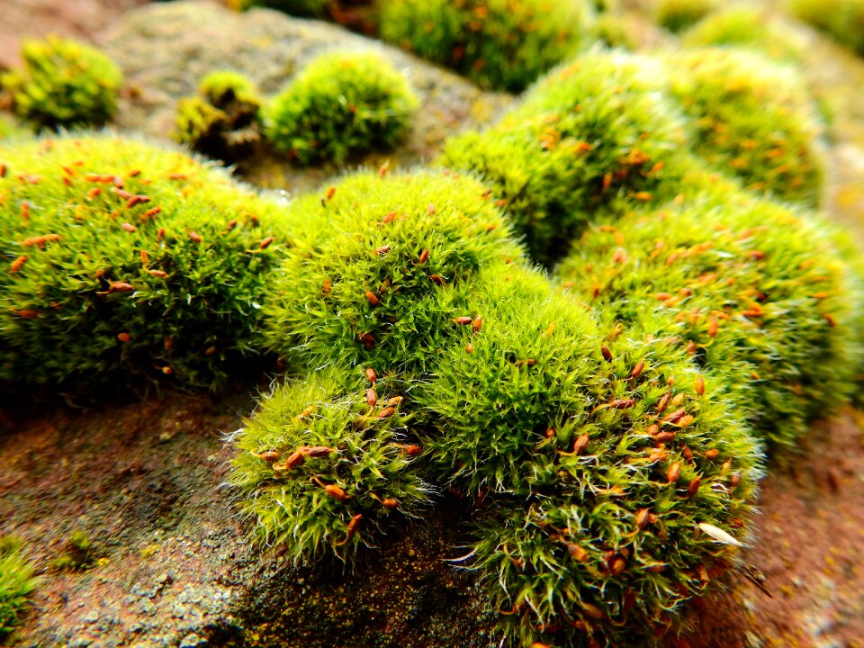 Nature green background